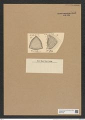 Triceratium robertsianum Grev. (de-Toni-Nr.: Genus 140, Species 3713) Zeichnungen Sammlung Grunow Nr. 7196 (NHMW-BOT-W0376182)
